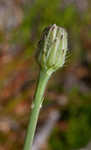 Hairy cat's ear